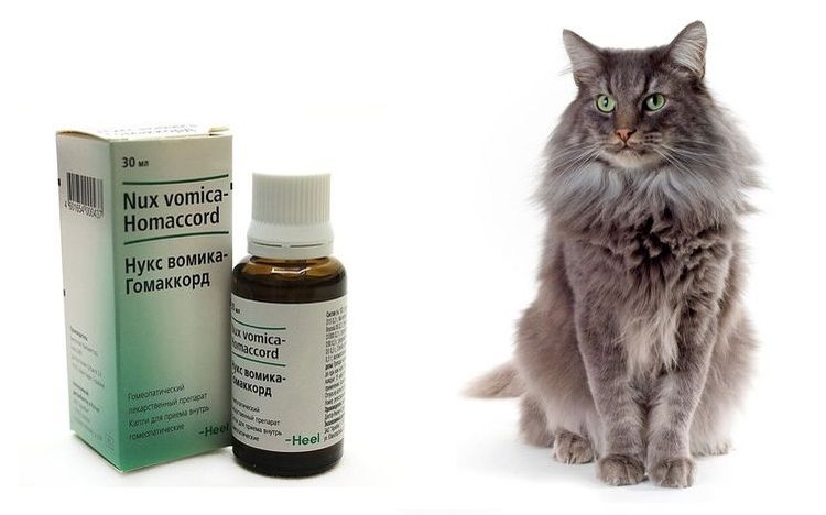 Laxante para gatos