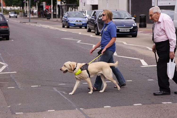 Labrador guía