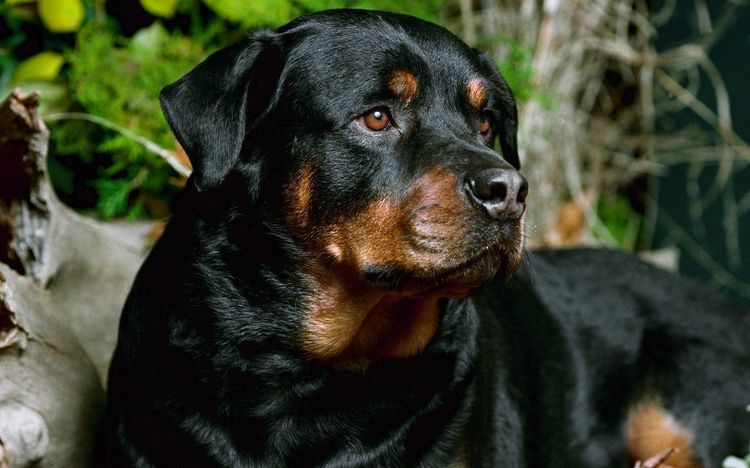 Rottweiler guía