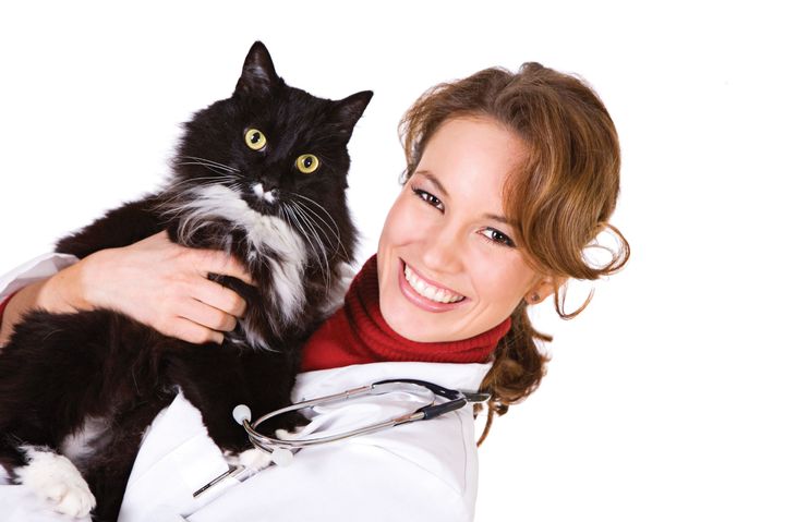 Gato en el veterinario