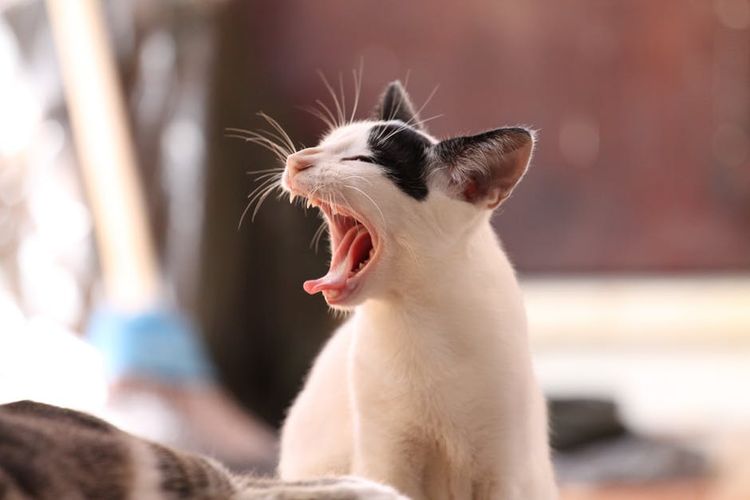 La gata pide al gato