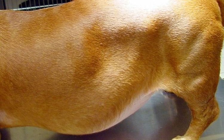 Hidropesía (ascitis) de la cavidad abdominal en perros