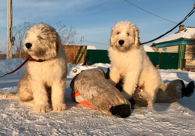 cachorros de Yuzhnorusskaya Ovcharka