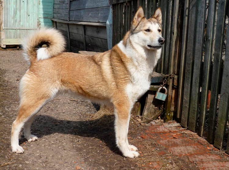 Cuidados de la Laika de Siberia Occidental