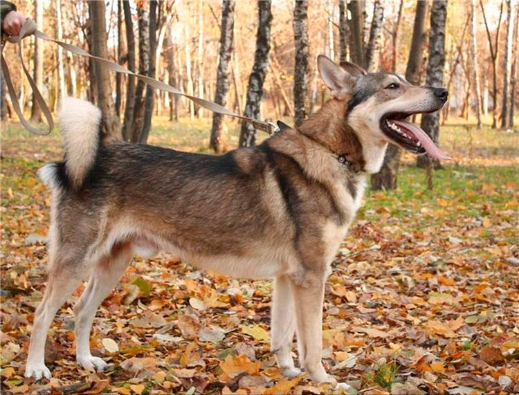 perro de raza Laika de Siberia Occidental