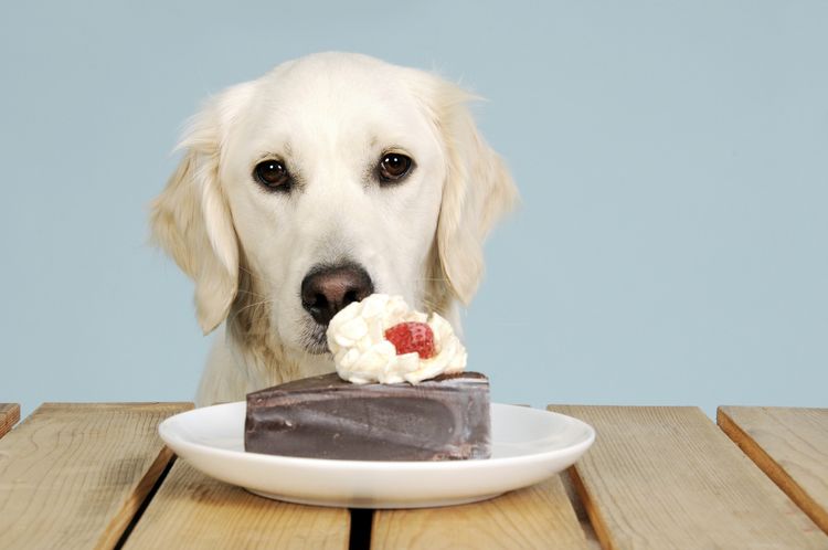 Labrador y un trozo de tarta