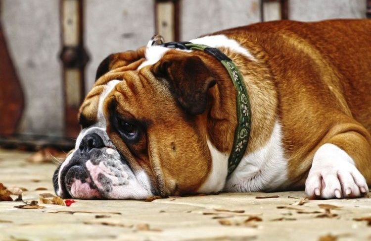 Perro triste tumbado