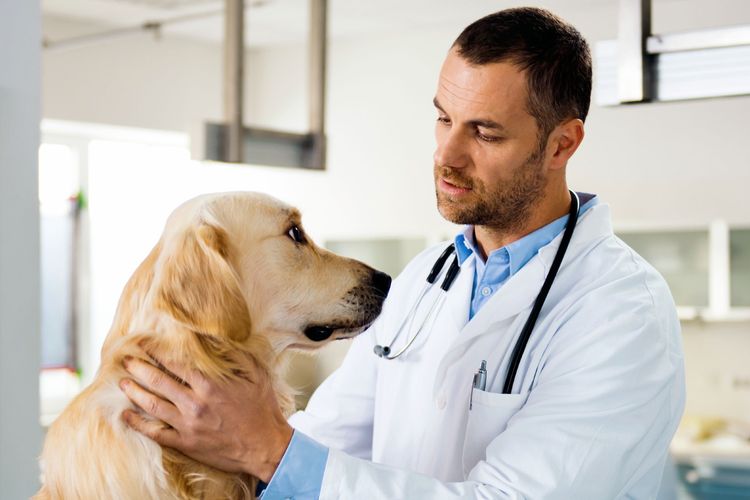 Labrador en la consulta del veterinario