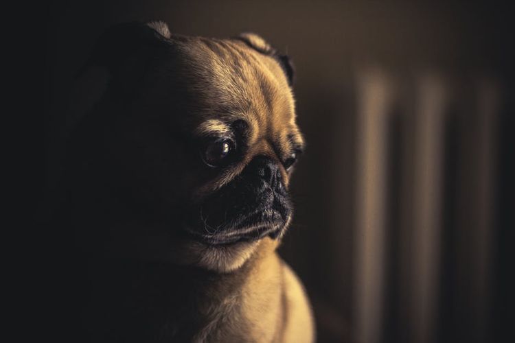 El perro está enfermo