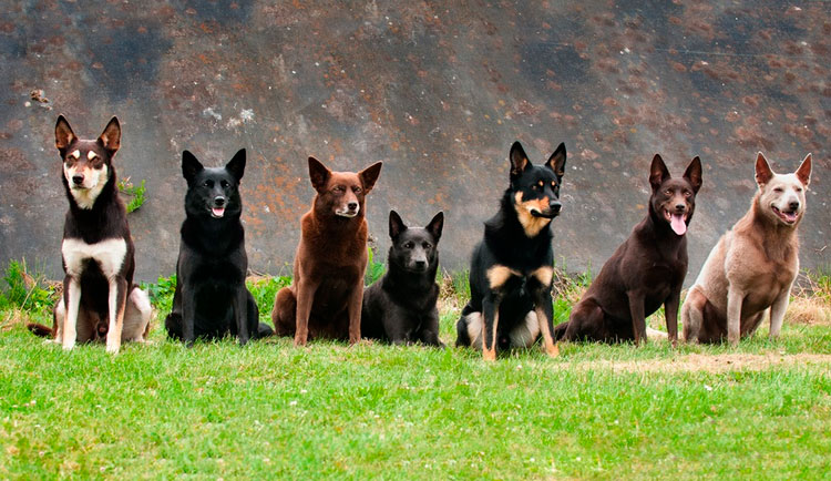 colores del kelpie australiano