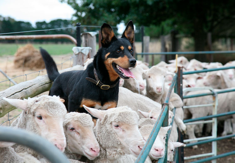 raza de perro kelpie australiano