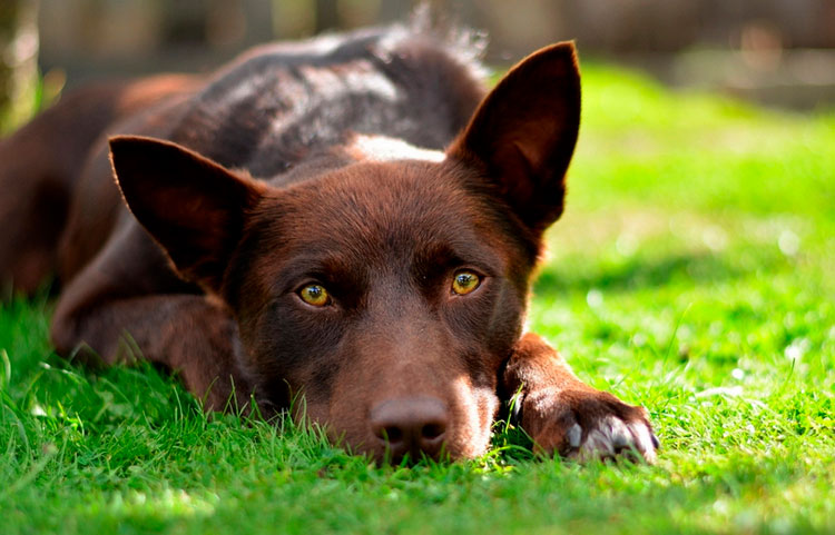 Australian Kelpie de color chocolate