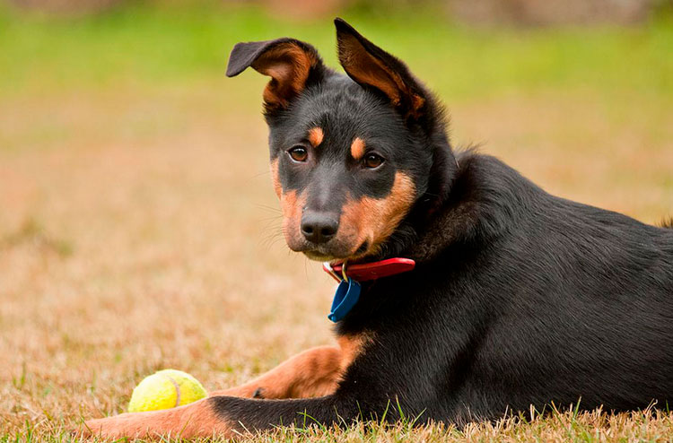 cachorro de kelpie australiano