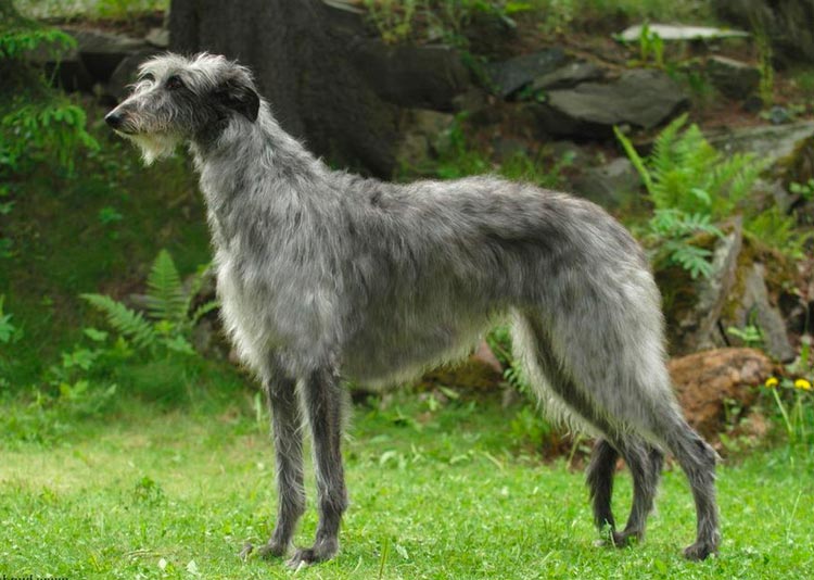 raza de perro Deerhound