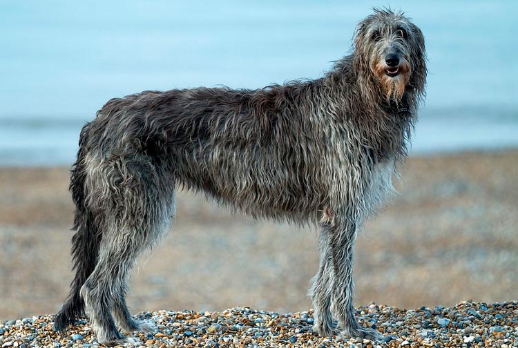Deerhound o Irish Wolfhound