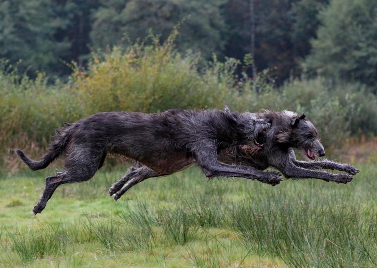 Todos los perros de la raza Deerhound