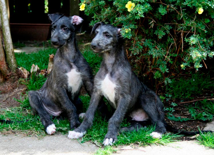 cachorros de Deerhound