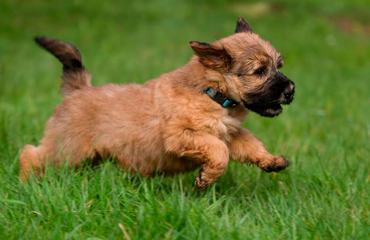 cachorro de terrier de trigo de pelo suave irlandés