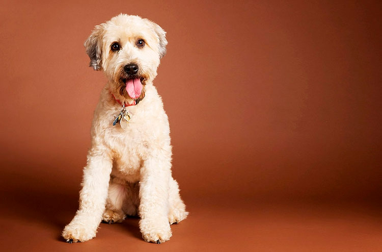 terrier irlandés trigueño de pelo suave junior