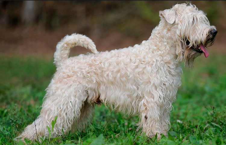Terrier irlandés de pelo suave color trigo