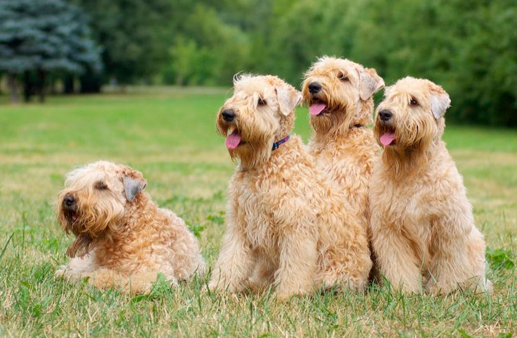 terriers irlandeses de pelo suave trigueños