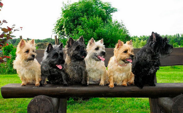 Cairn terriers de diferentes colores