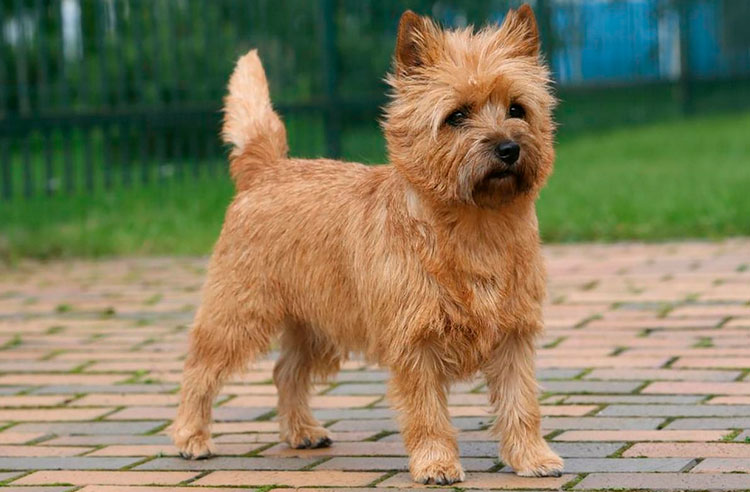 Cairn terrier rojo