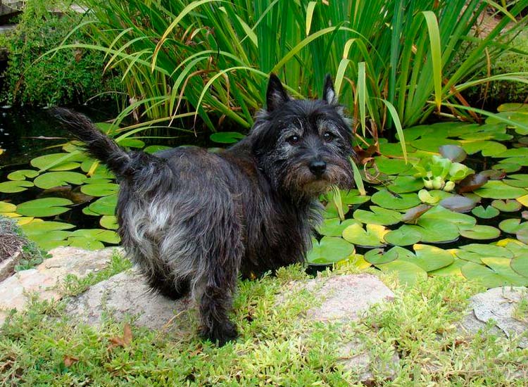 Cairn terrier foto