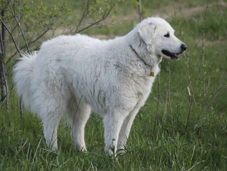 Kuvasz, raza húngara