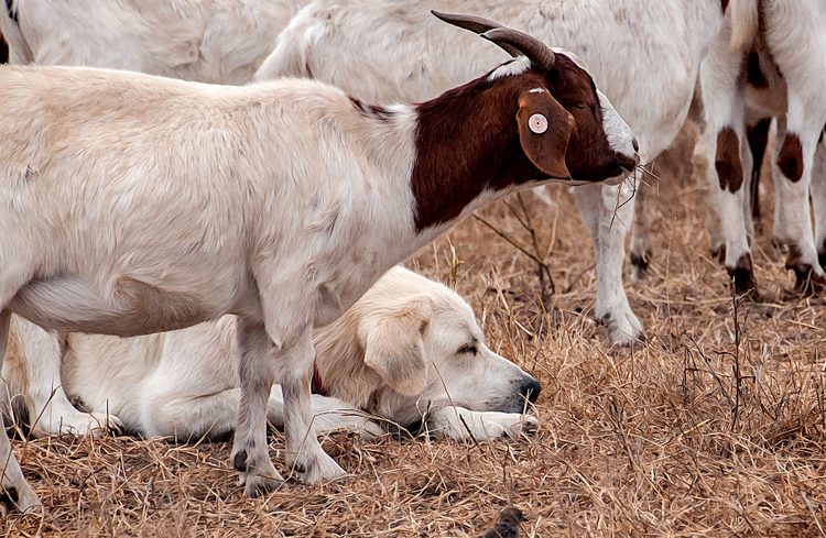 el Kuvasz protege el rebaño
