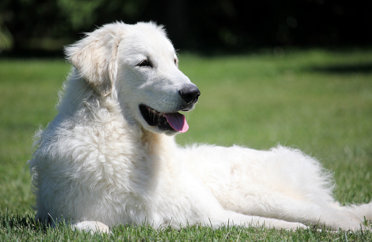 perro de raza Kuvasz