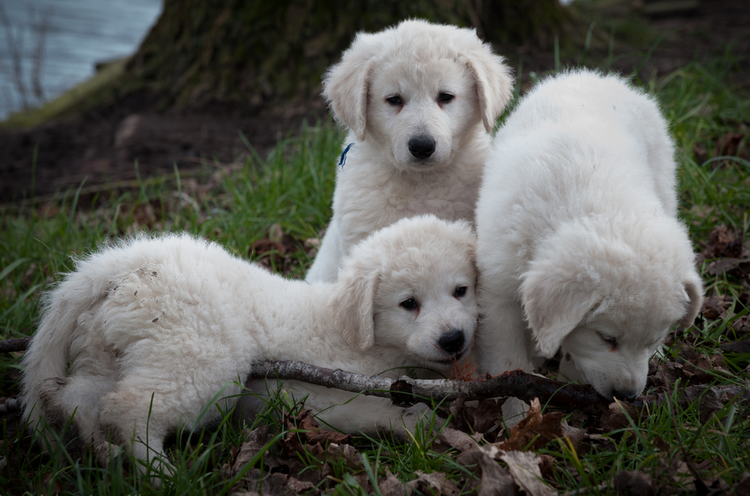 tres cachorros de la raza Kuvasz