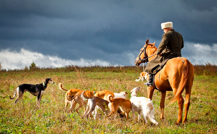 perros de raza Tazy