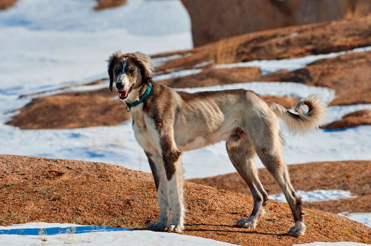 perro de raza tazy