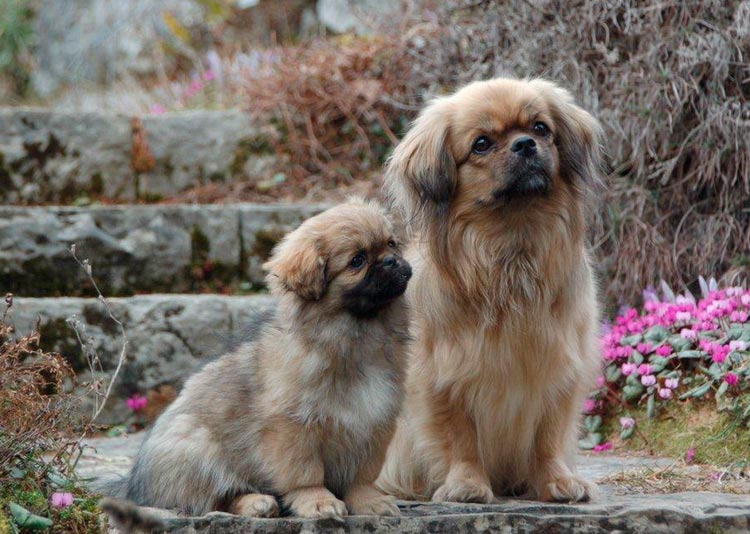 Spaniel Tibetano con cachorro
