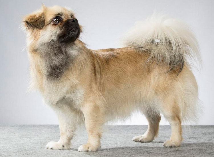 Estándar del Spaniel tibetano