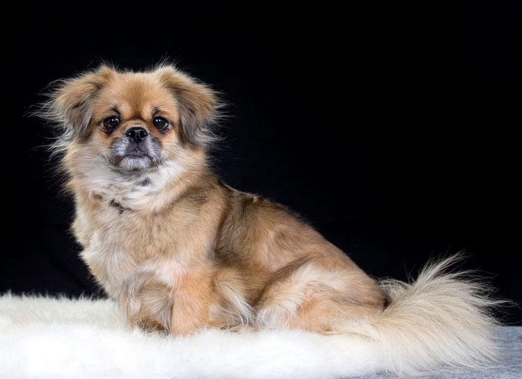 perro de raza spaniel tibetano