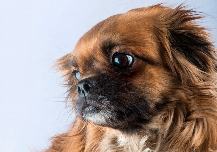 Raza de perro Spaniel tibetano