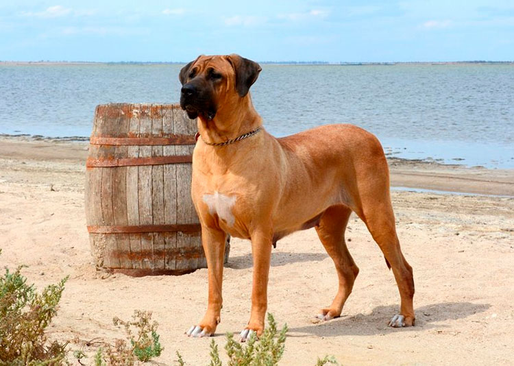 raza de perros Tosa Inu