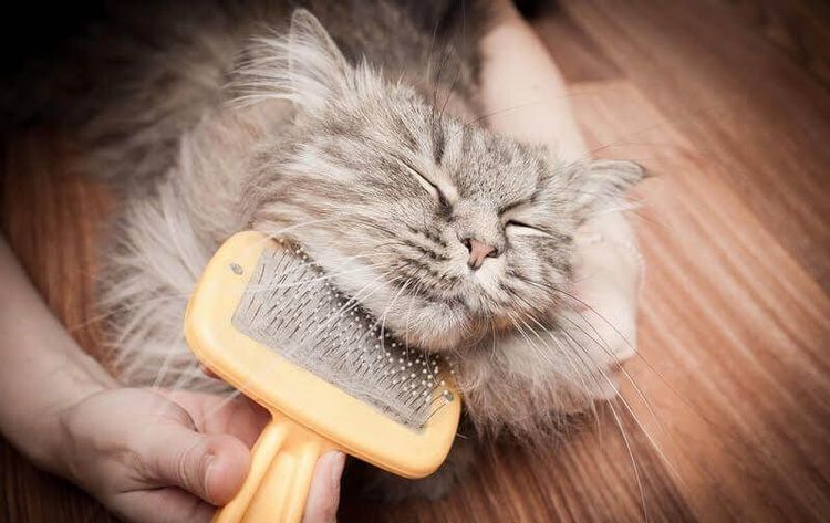 Cepillado del gato