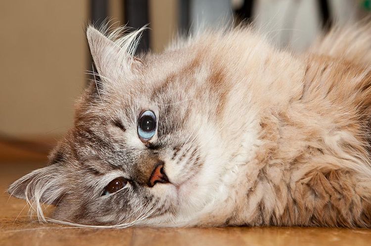 Gato peludo