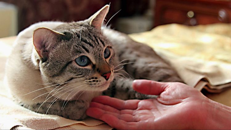Gato hermoso