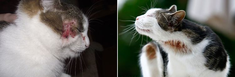 Manifestaciones alérgicas en gatos