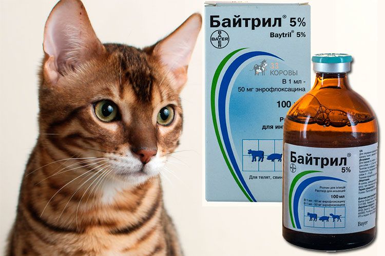 Baitril para gatos