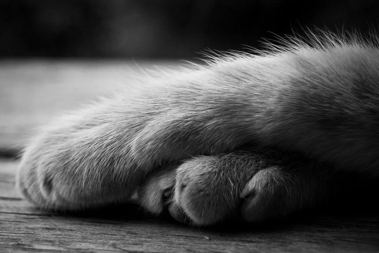 Muerte del gato