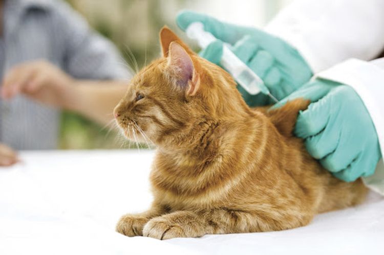 Vacunación antirrábica de un gato naranja