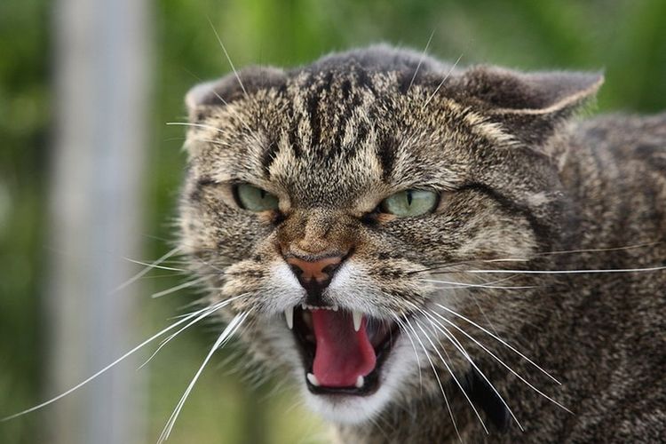 Rabia en gatos