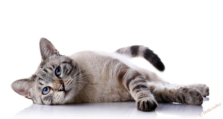 Kranke Katze