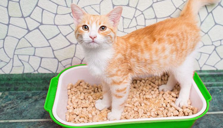 Roter Kater in der Katzentoilette