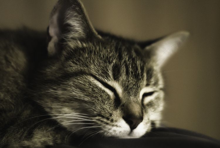 Graue Katze